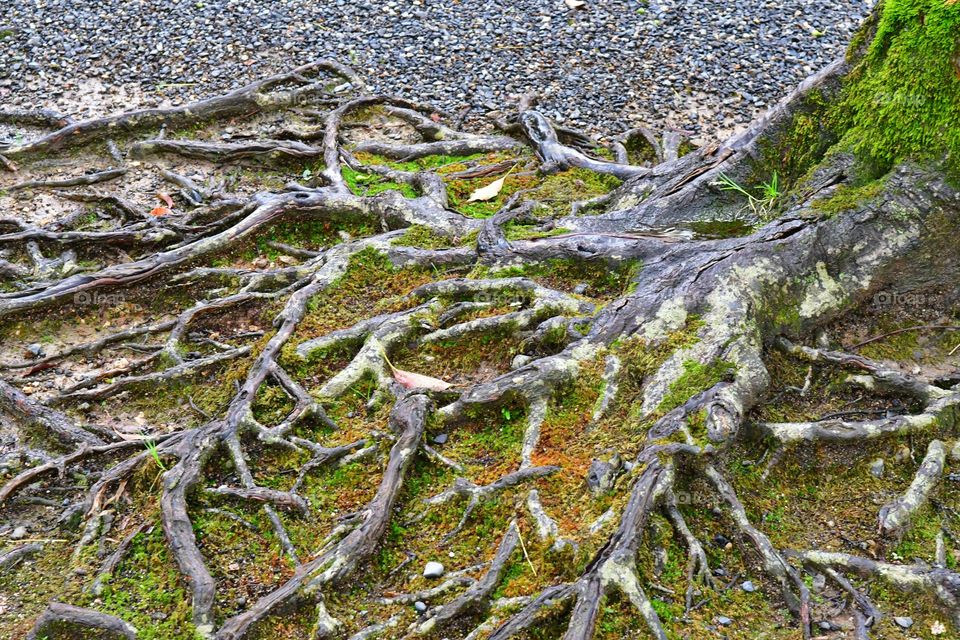 Tree roots