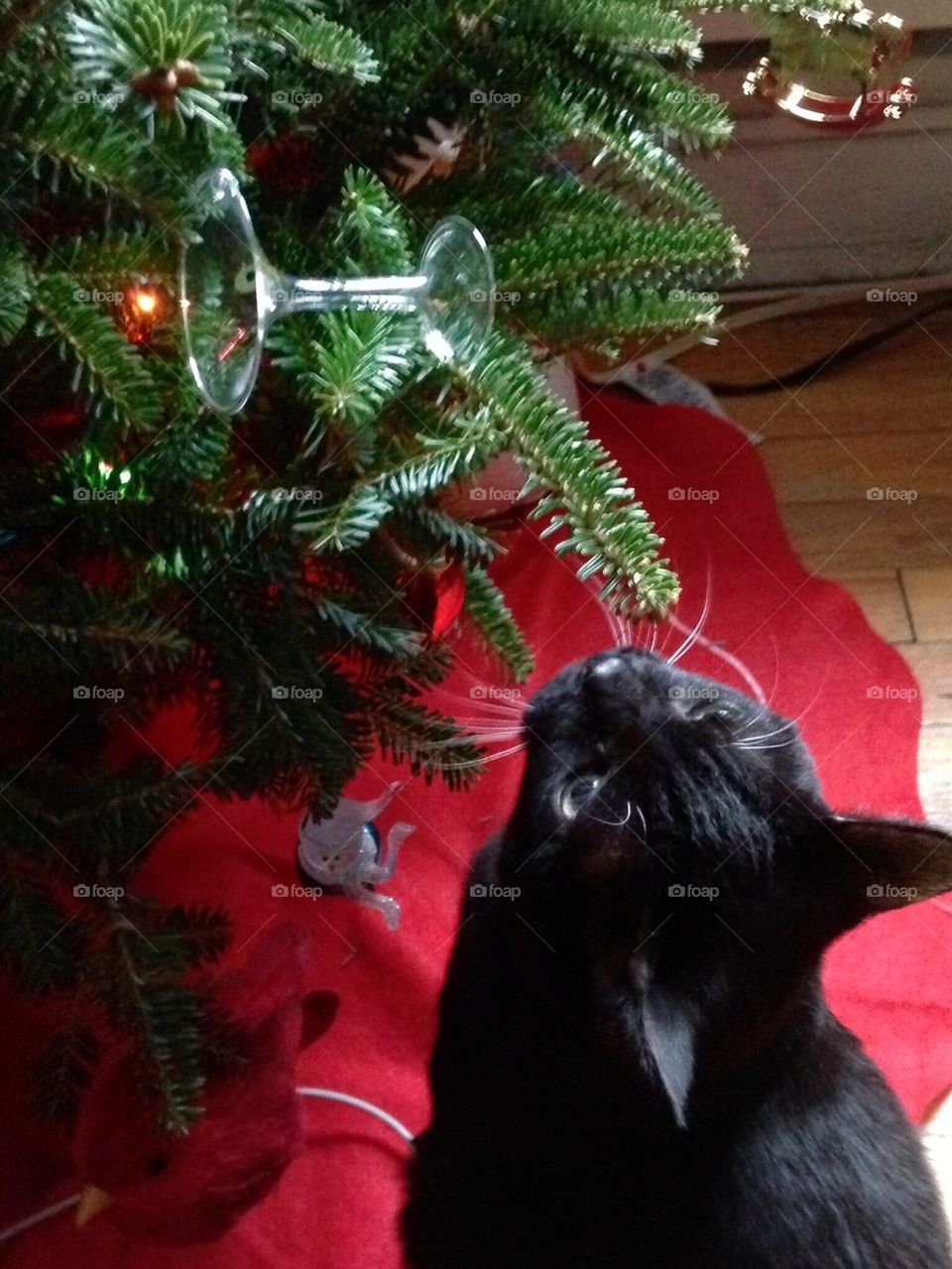 Christmas Kitty 