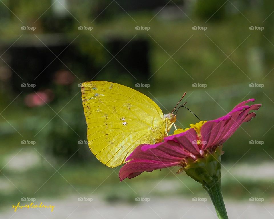 yellow butterfly sucking on a pink flower