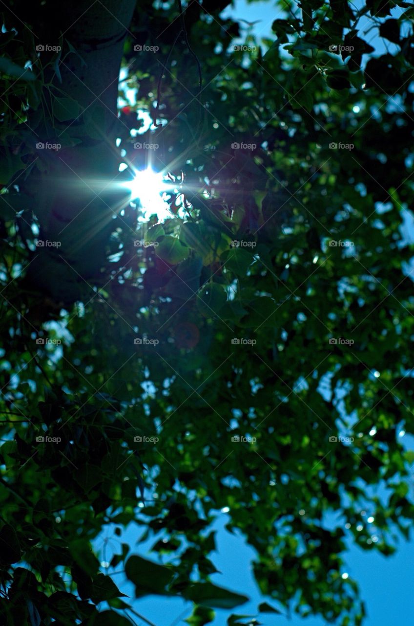 Sunshine through leaves