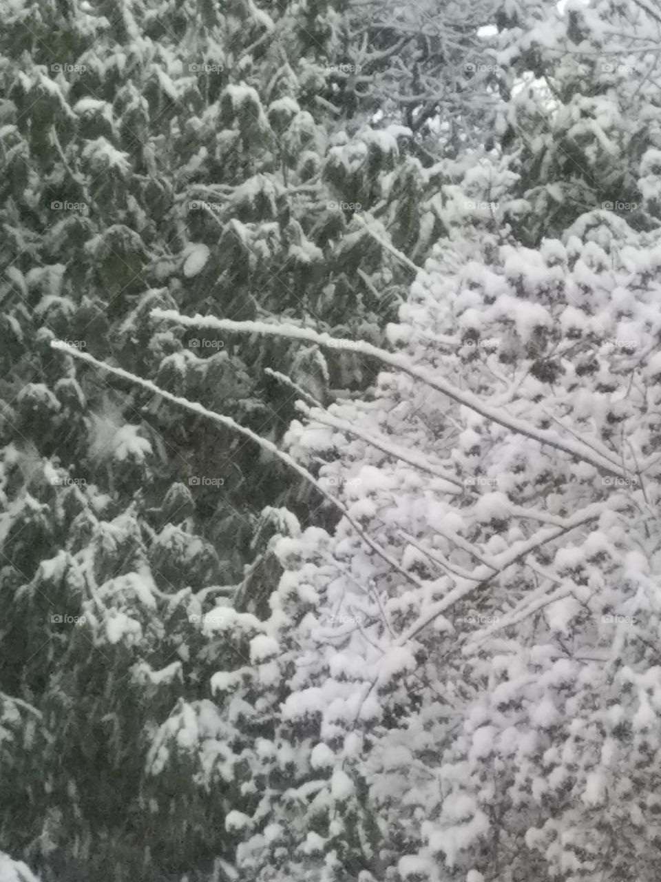 snow in branches