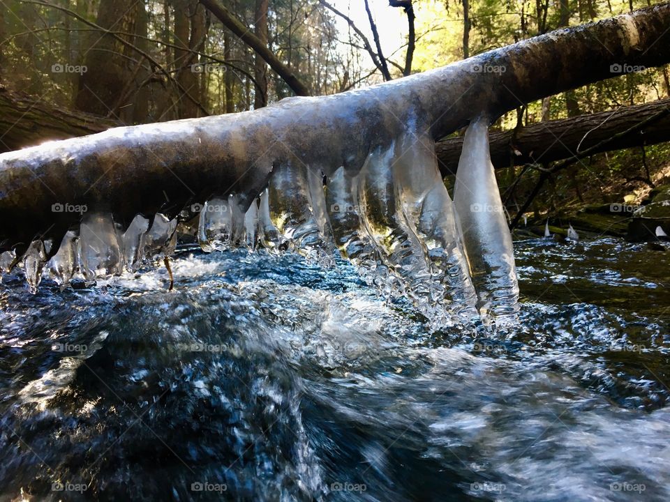 Tree meets creek