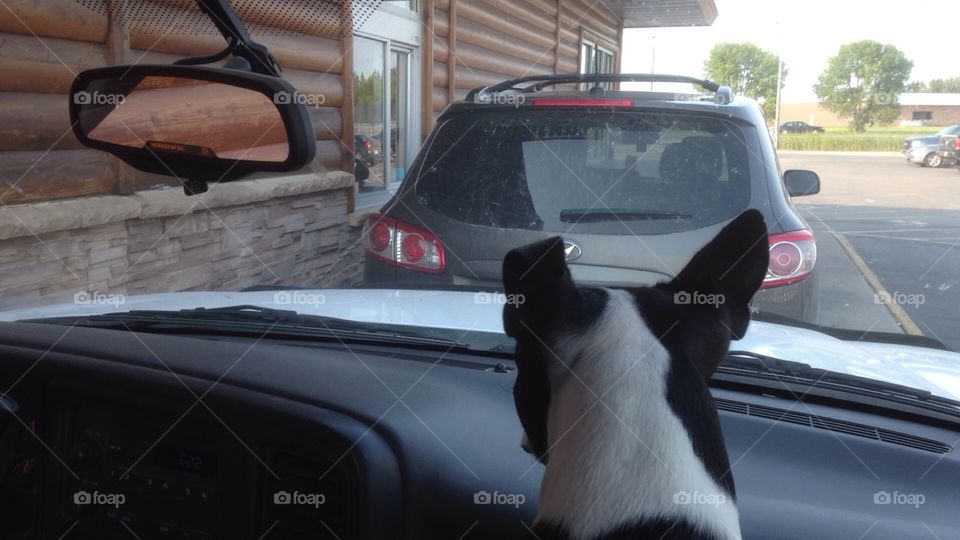 Drive through . Ernie, our Boston Terrier, knows his burger will be arriving soon! 
