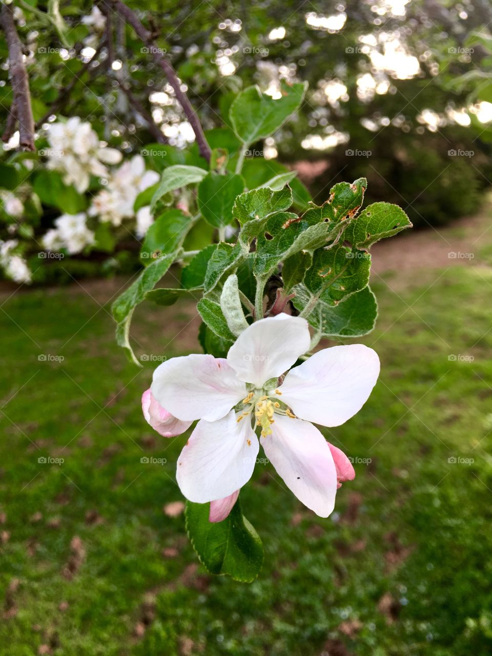 Apple blossom