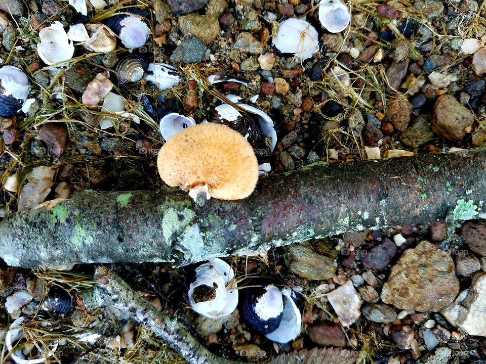 ovals... mushroom and shells on the shore