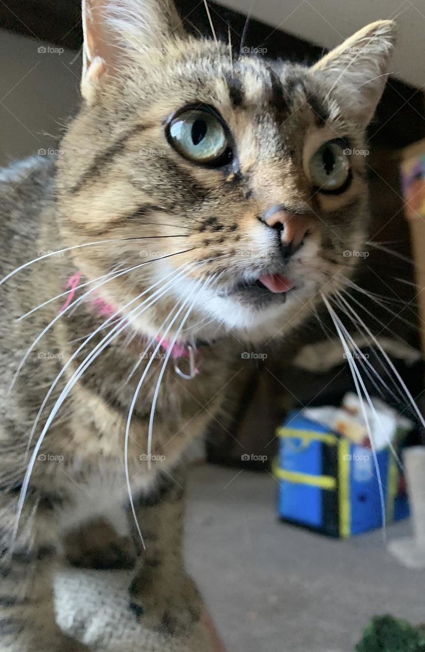 Grimace Face From Our Oldest Girl Cat Funny Face Standing On The Couch With Calm Happy Eyes. 