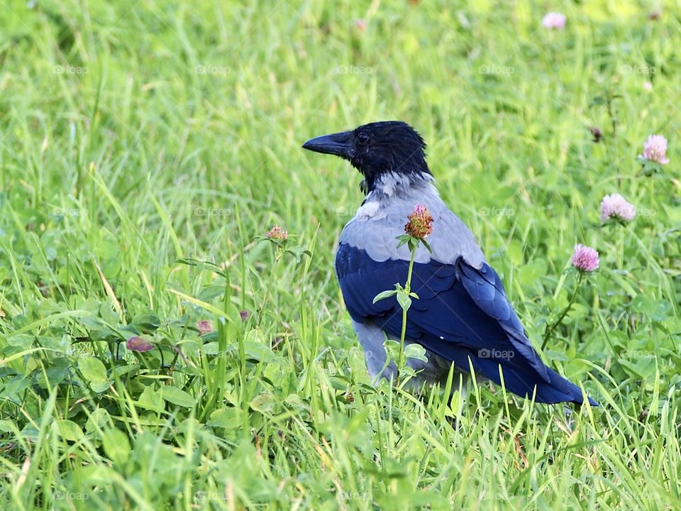 Crow in the meadow