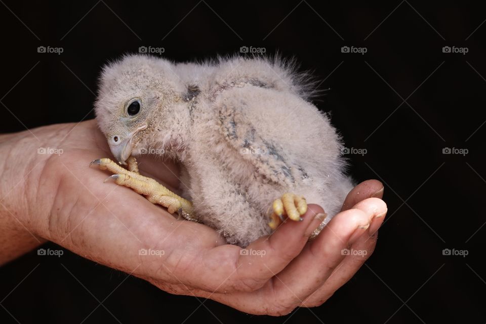 Rescued baby chick raptor in hand against black background 