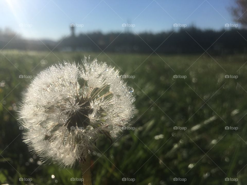 Dandelion, Grass, Nature, Hayfield, Flower