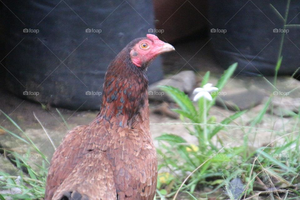 Hen