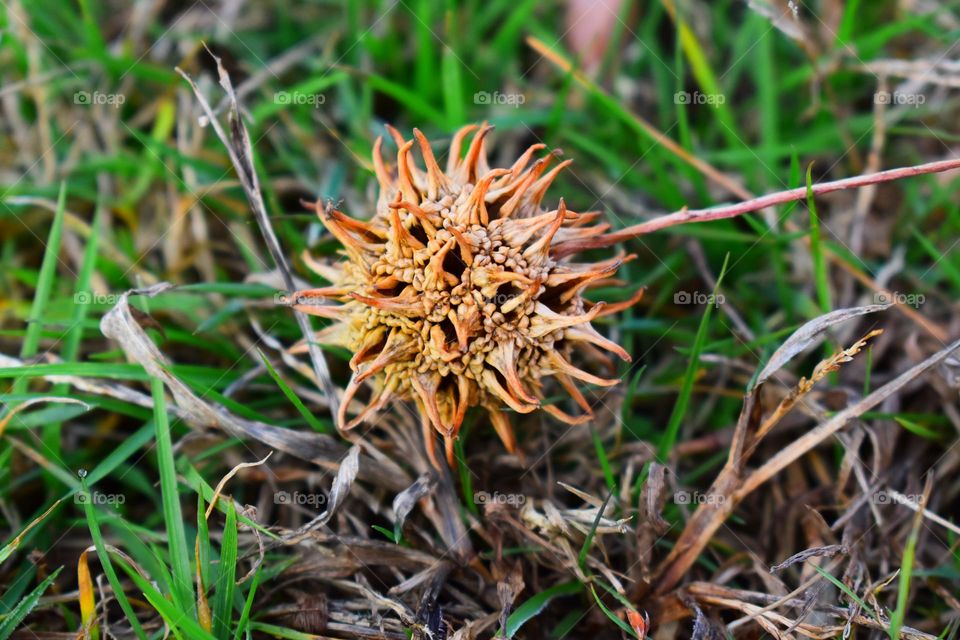 A colorful seed pod in the grass