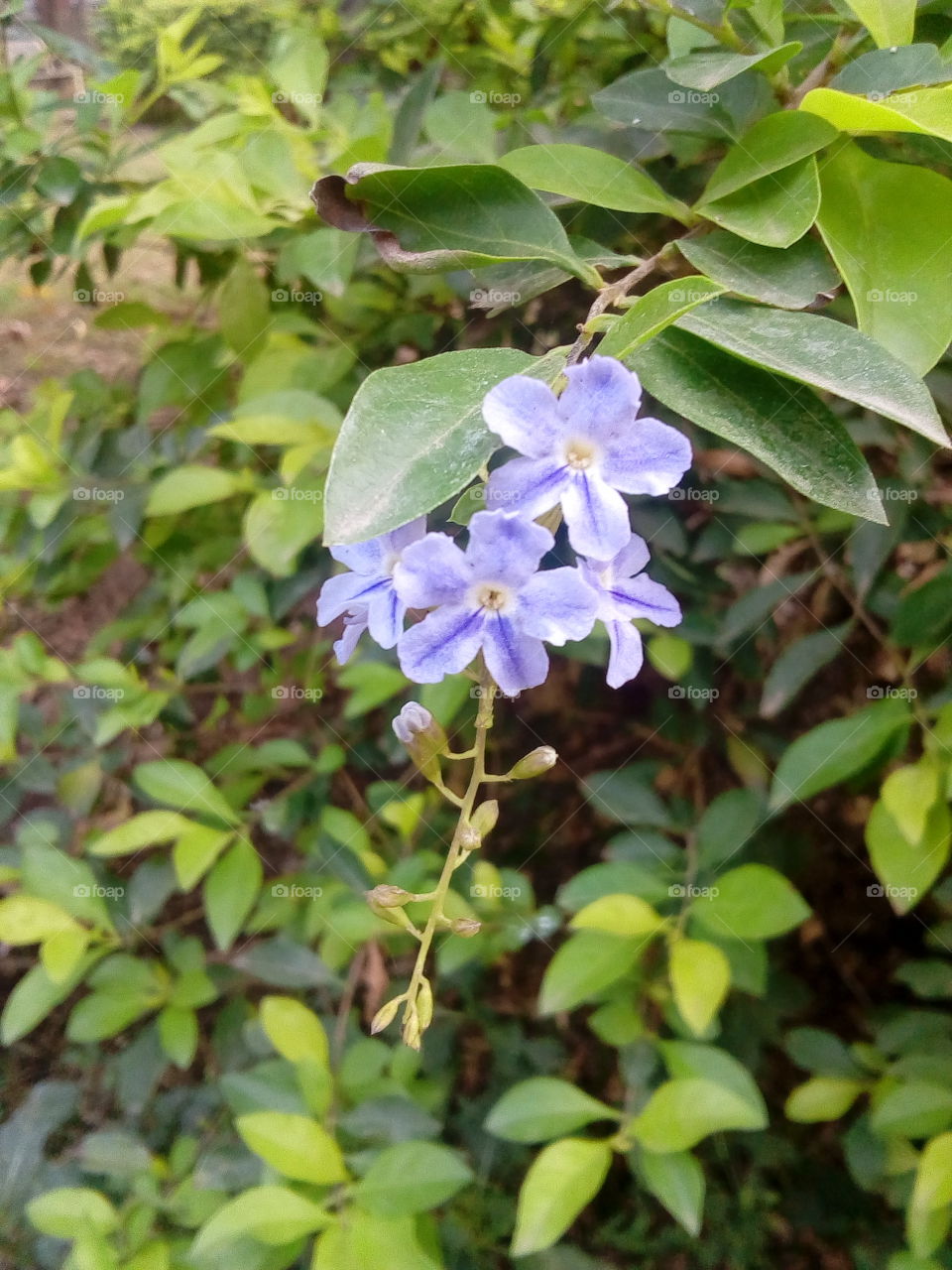 purple blue flowers