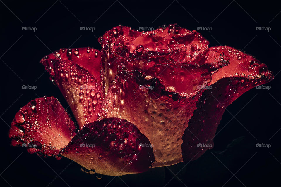 Red rose with water drops.