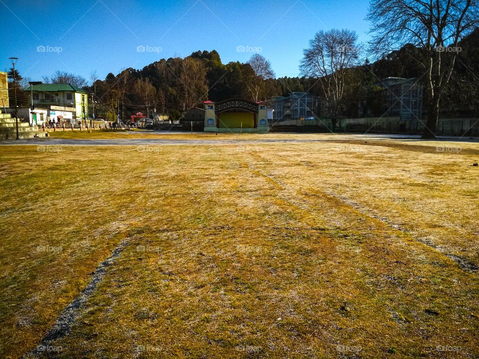 yellowish ground in nature