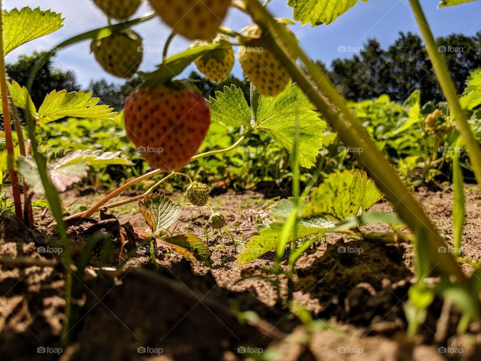 strawberries growing in a field!