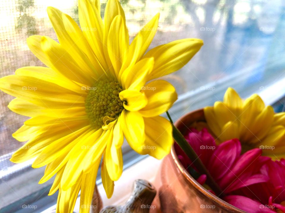 Flower in Window. Flowers in window. Sunflowers. 