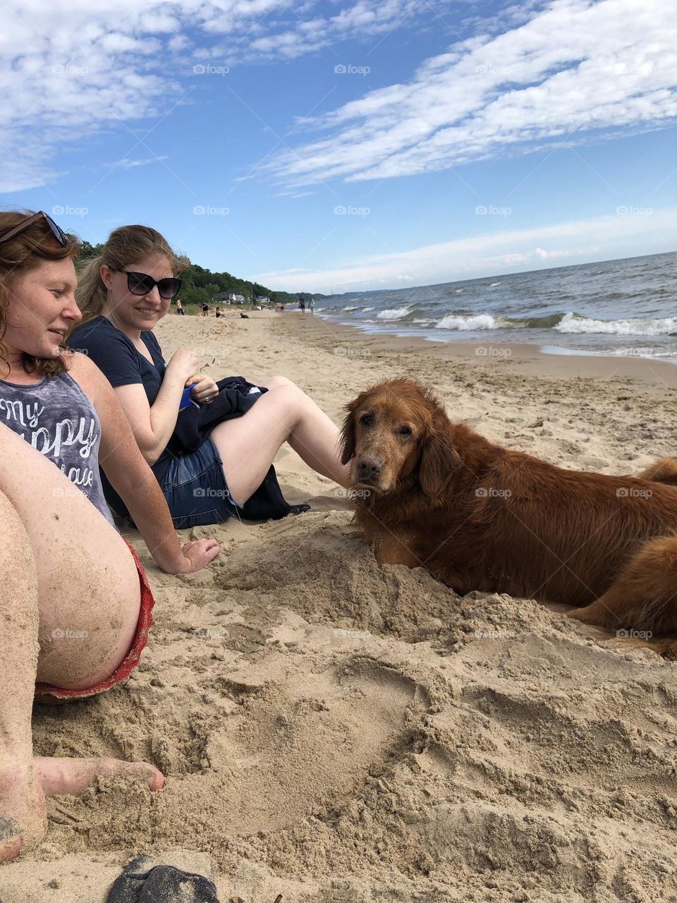 Dog Beach Fun In The Sun And Sand