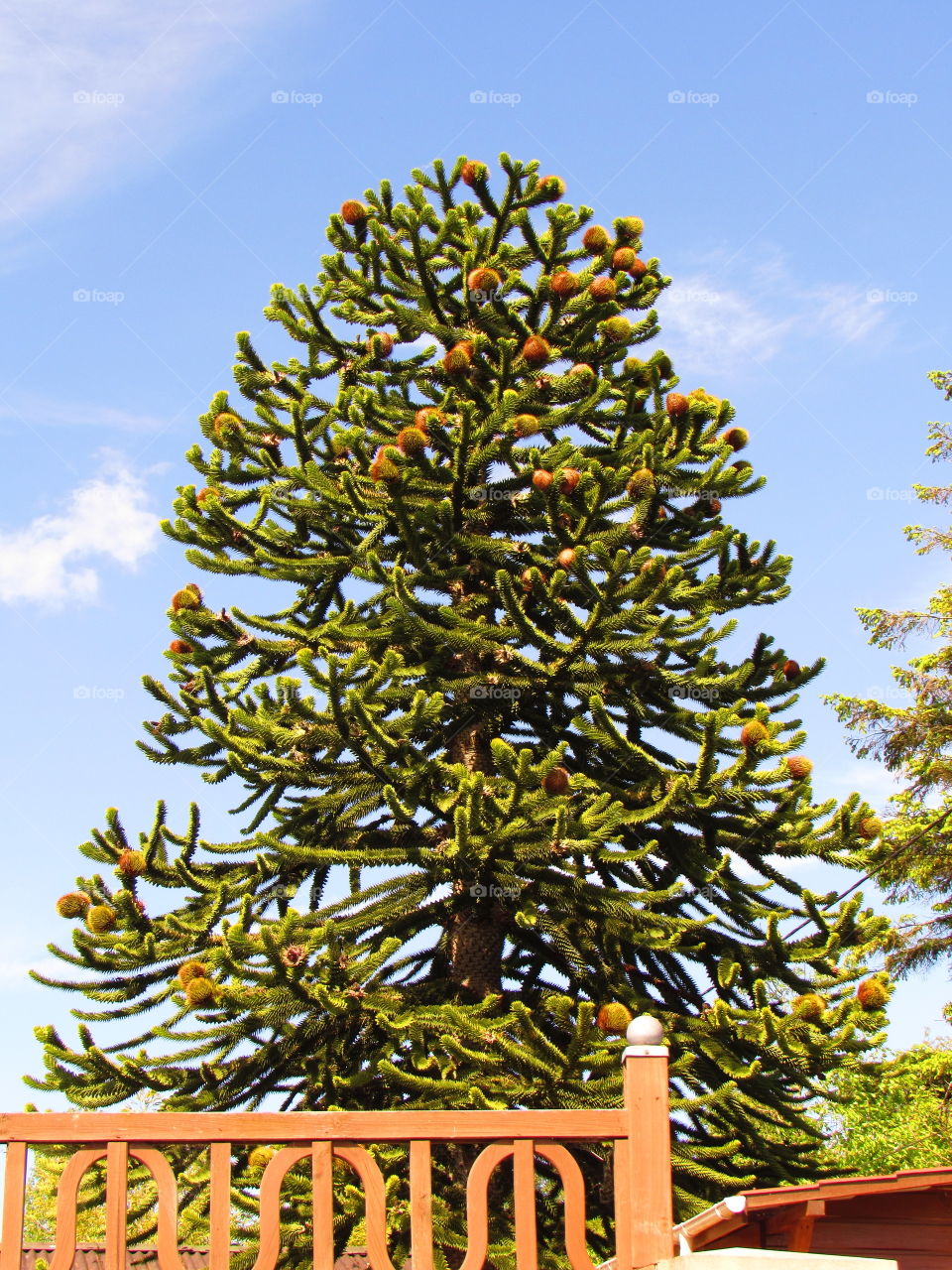 Araucaria araucana