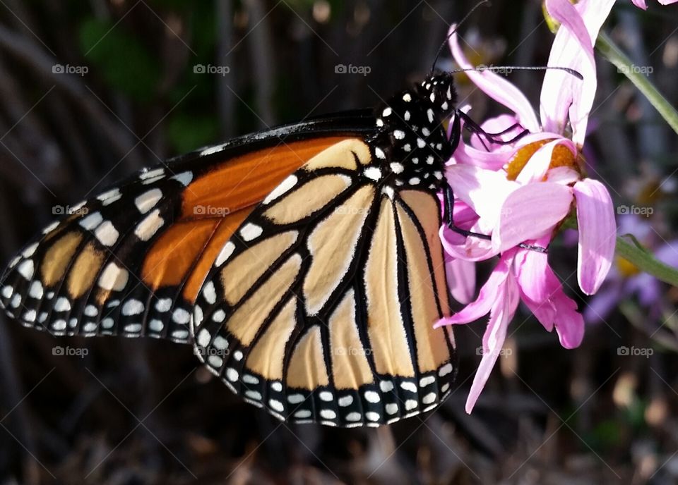 Butterfly in Clayton