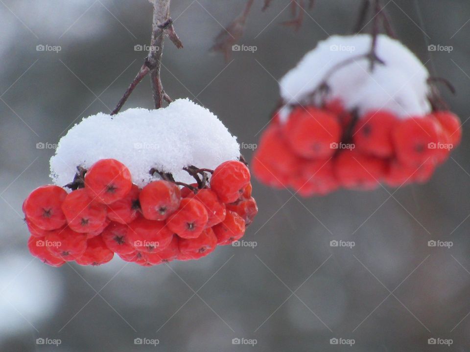 rowan berries in the snow
