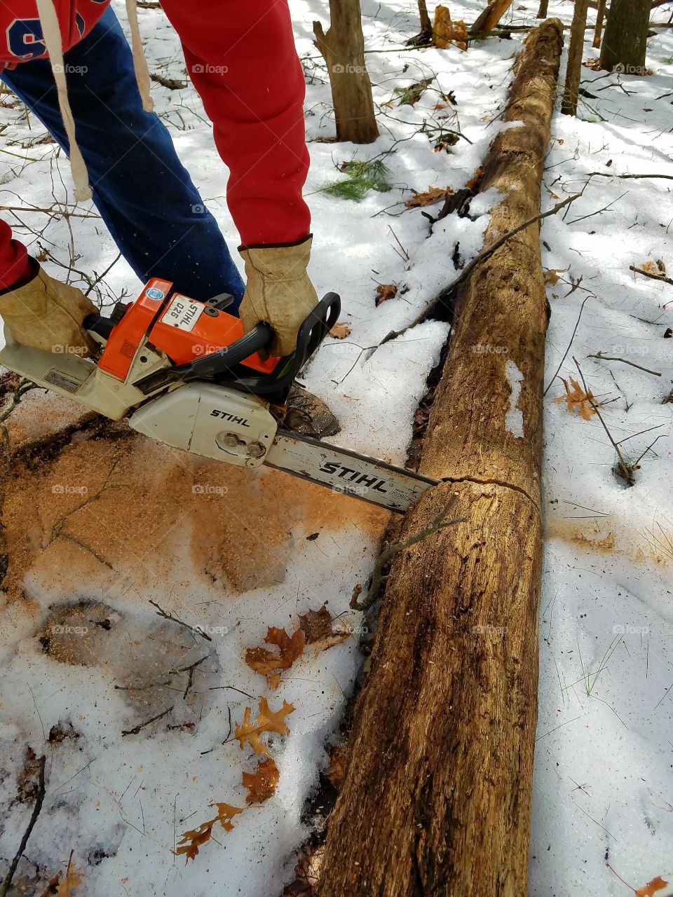 Wood cutter using older Stihl Gas Chainsaw. Pic shows saw running, cutting dead tree fallen during snowstorm.