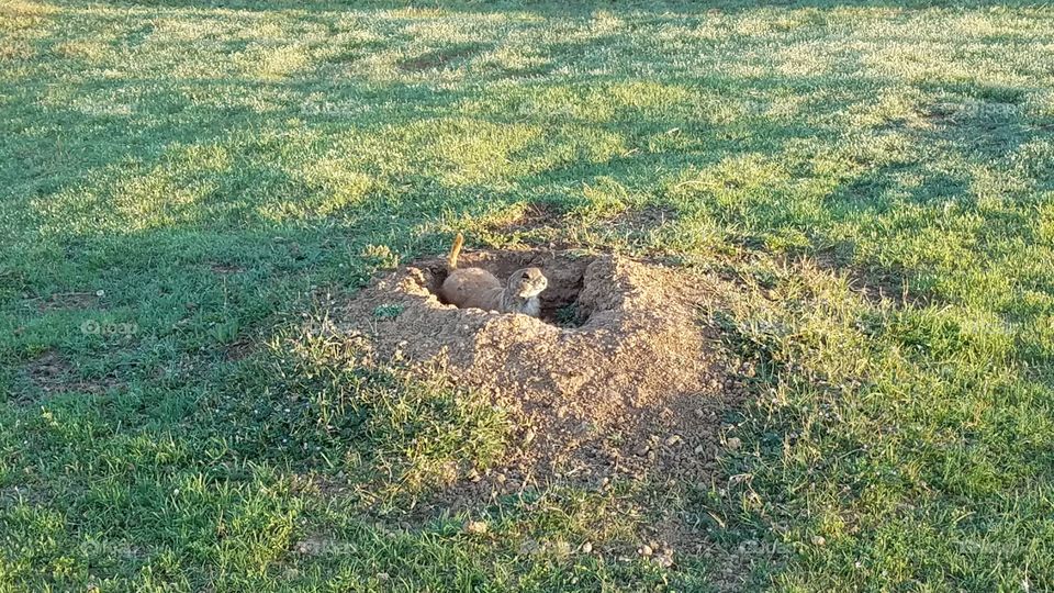 Prairie Dog