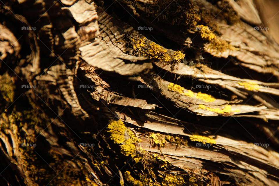 Close up image of mossy surface on a tree, tree color on dry season but cold weather