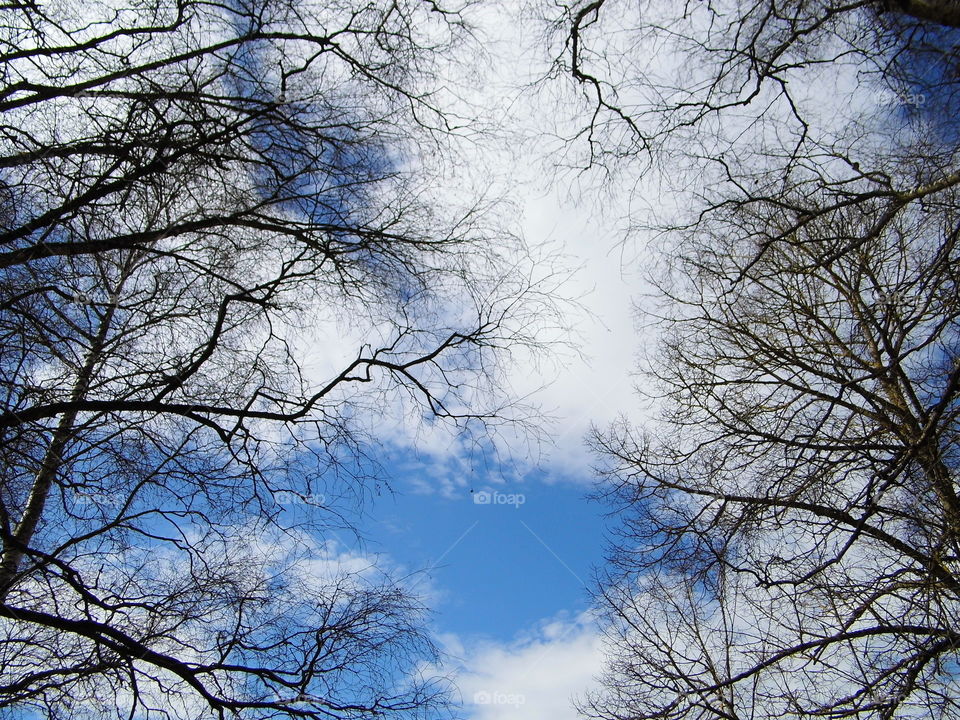 trees and beautiful blue sky background