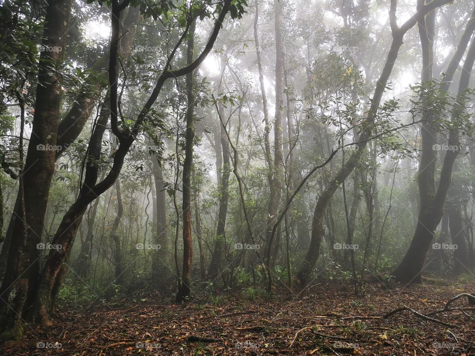 Misty forest in Nilgiri Mountains