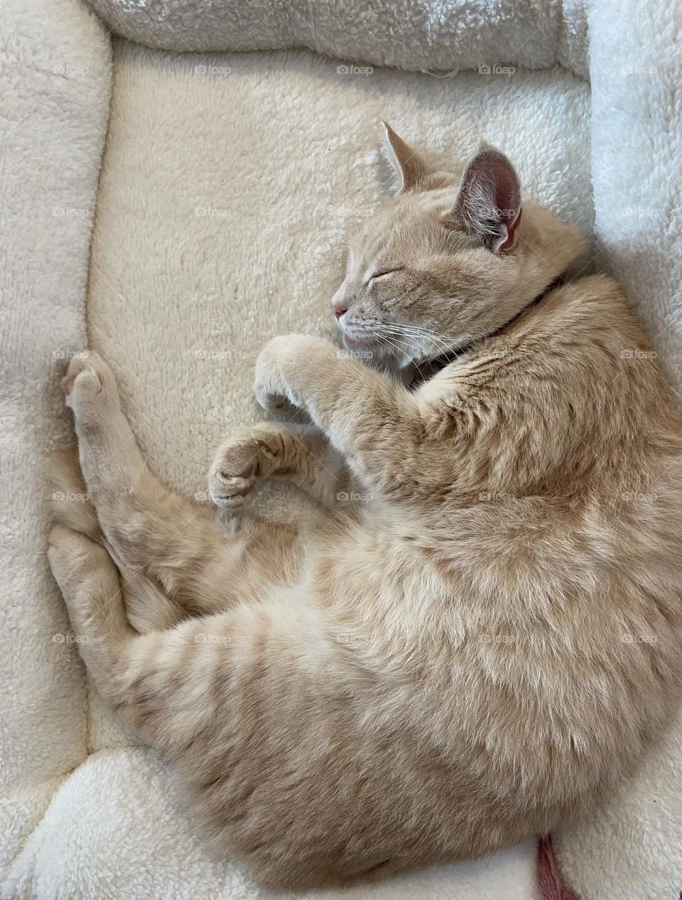 Cat sleeping on sofa bed