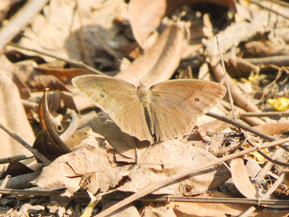 Brown Butterfly Hiding in the dry leaves