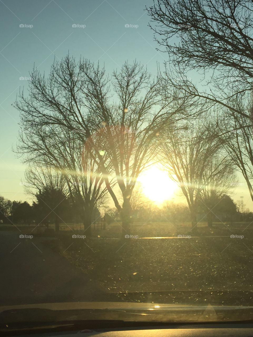 Dawn, Tree, Fog, Weather, Landscape