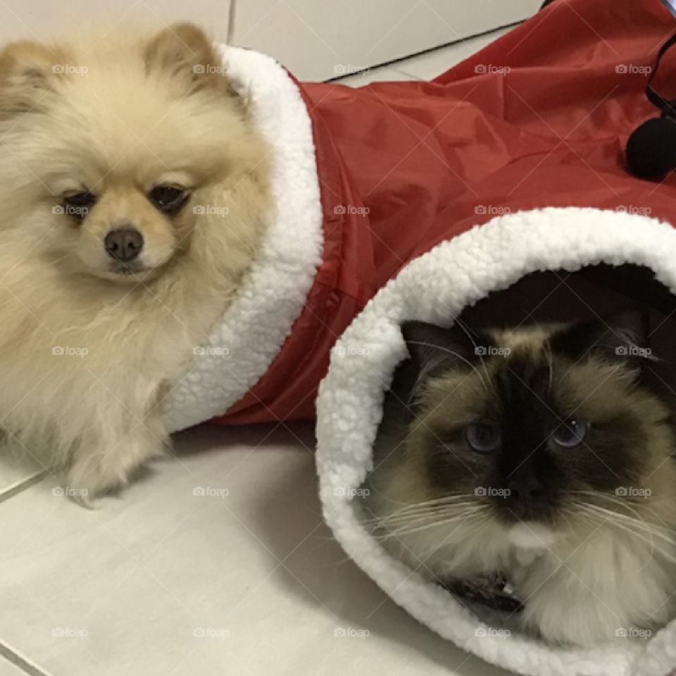 Little cuties Pom and Ragdoll with Pan Christmas Santa tunnel 