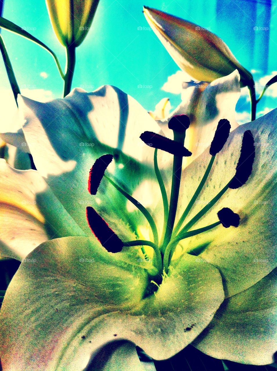 Colourful white Lilly