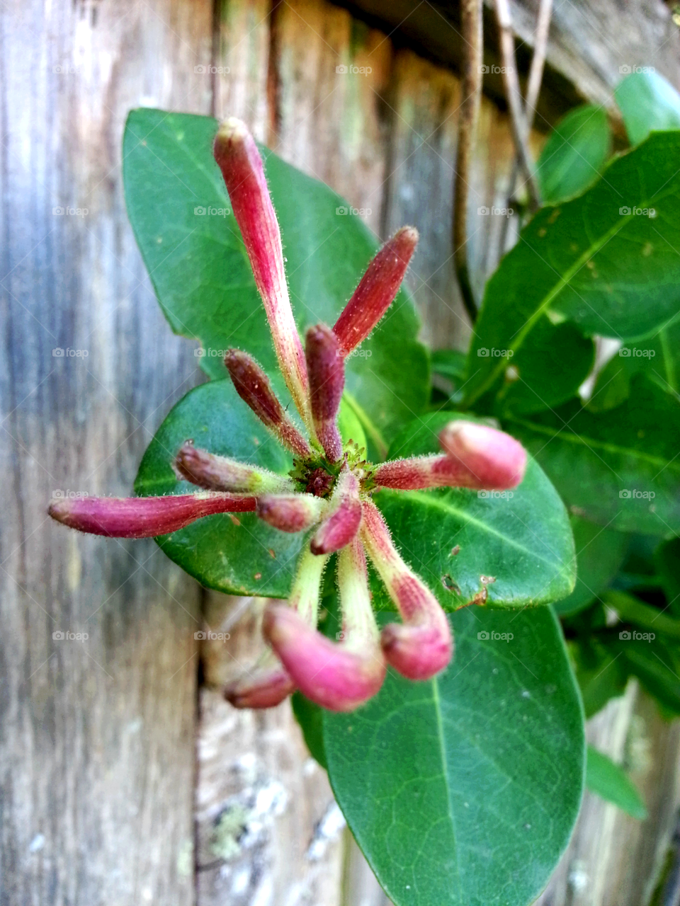 honeysuckle baby