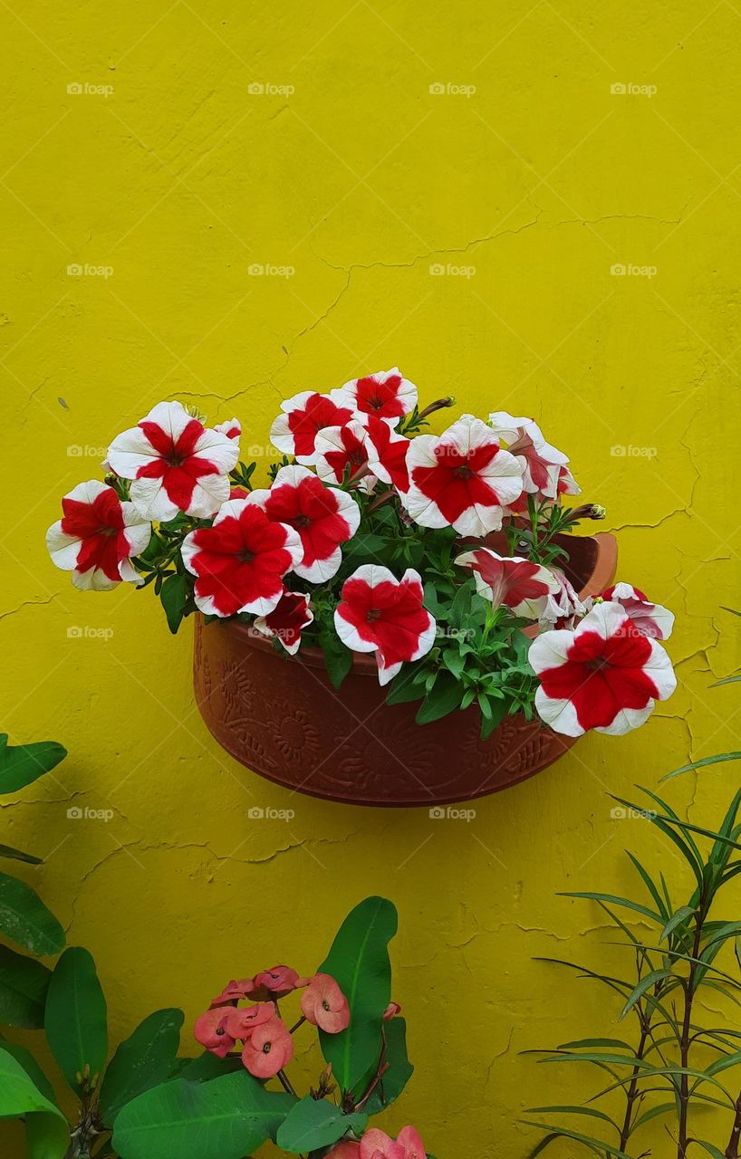 Beautiful  red flower, red, flower, plant, blossom, yellow, colorful, nature, garden,floral