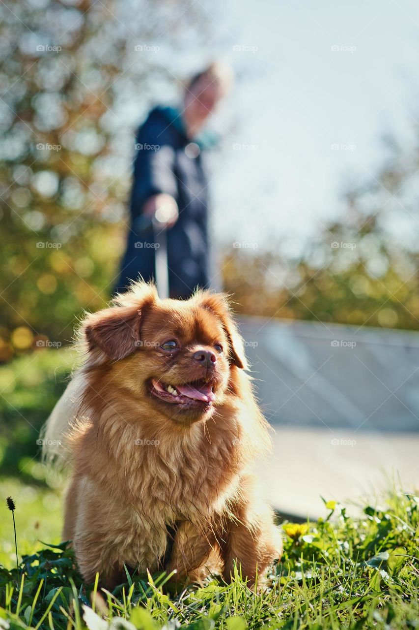 Walking with woofs