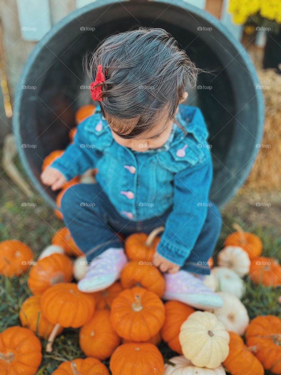 Little girl sitting atop a pile of pumpkins, little girl at the pumpkin patch, having fall time fun, fun at the pumpkin patch with children, picking out a pumpkin