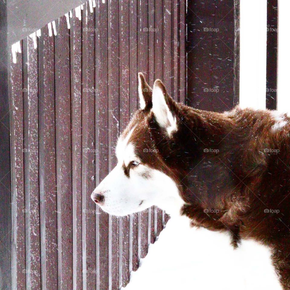 husky in snow