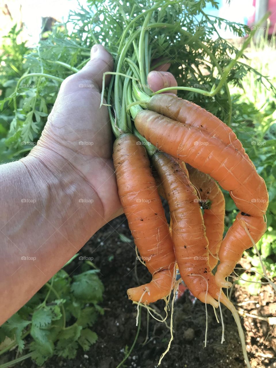 Picking carrots