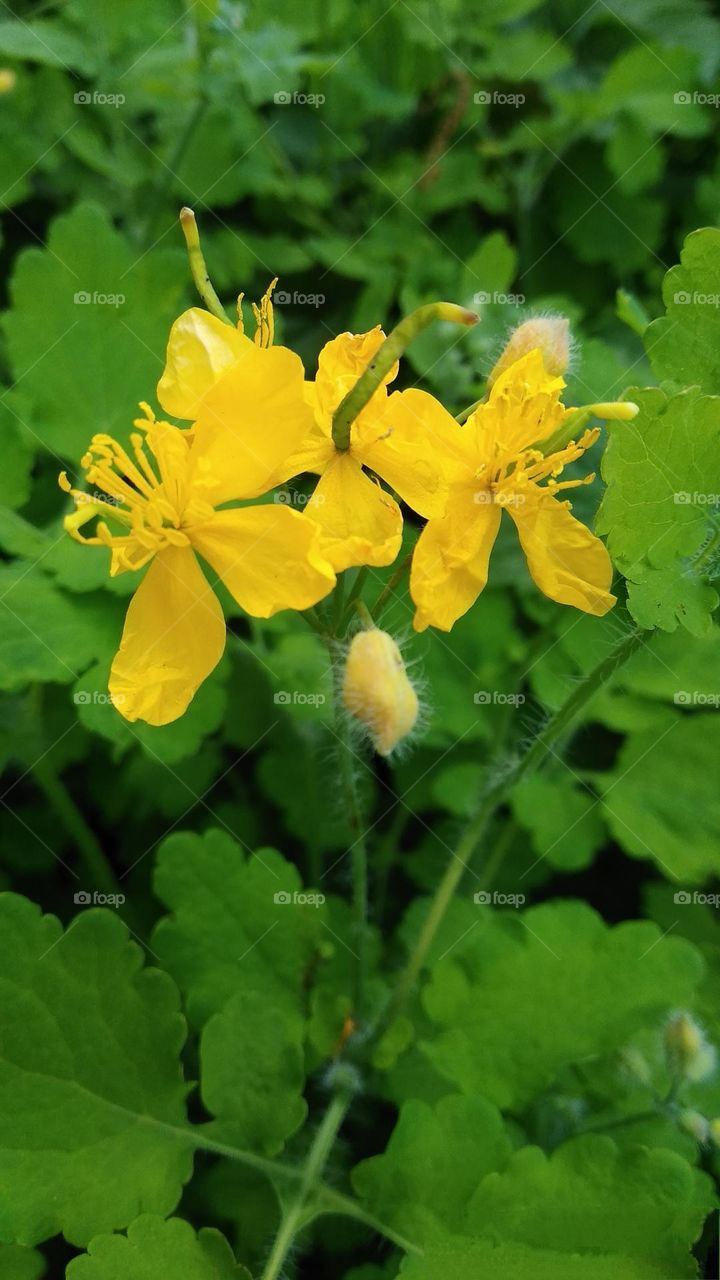 battle blue vs. yellow