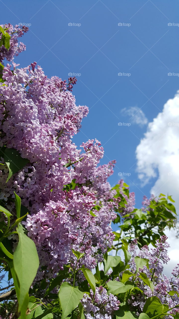Lilac in the sky