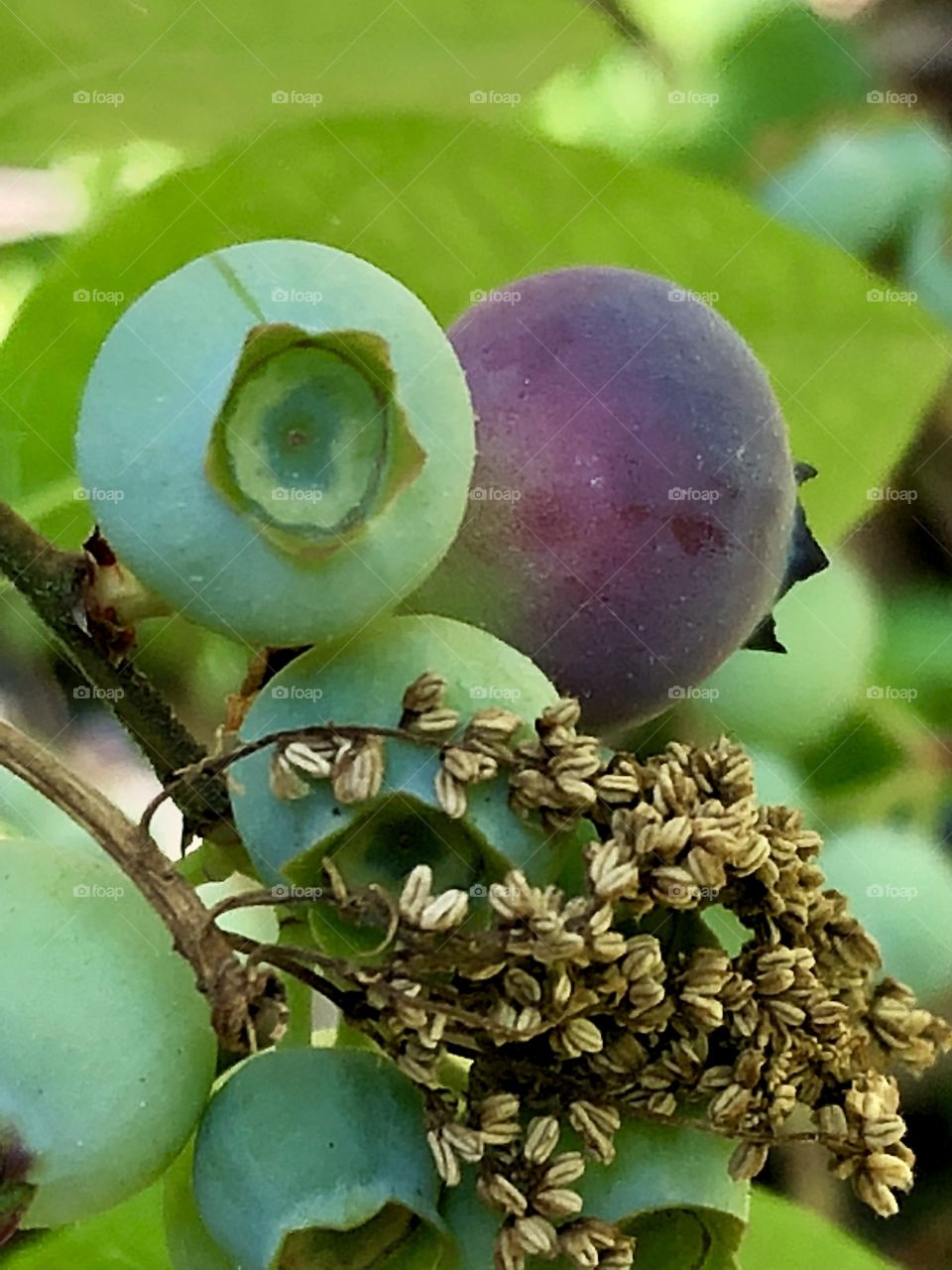 Ripening blueberries.... promises of delicious snacking to come! Healthy, juicy, and bursting with antioxidants- 
