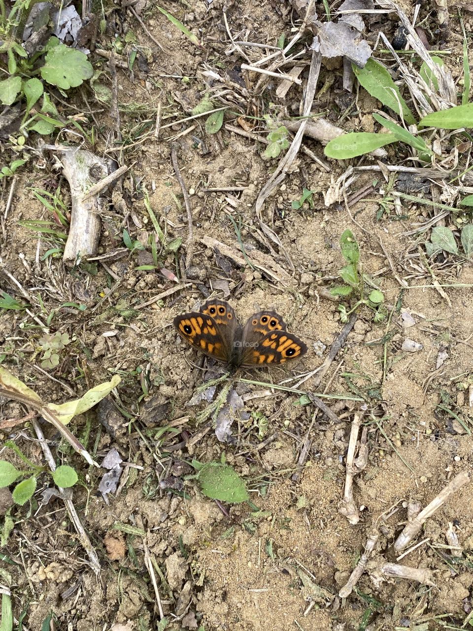 Butterfly 🦋❤️📸