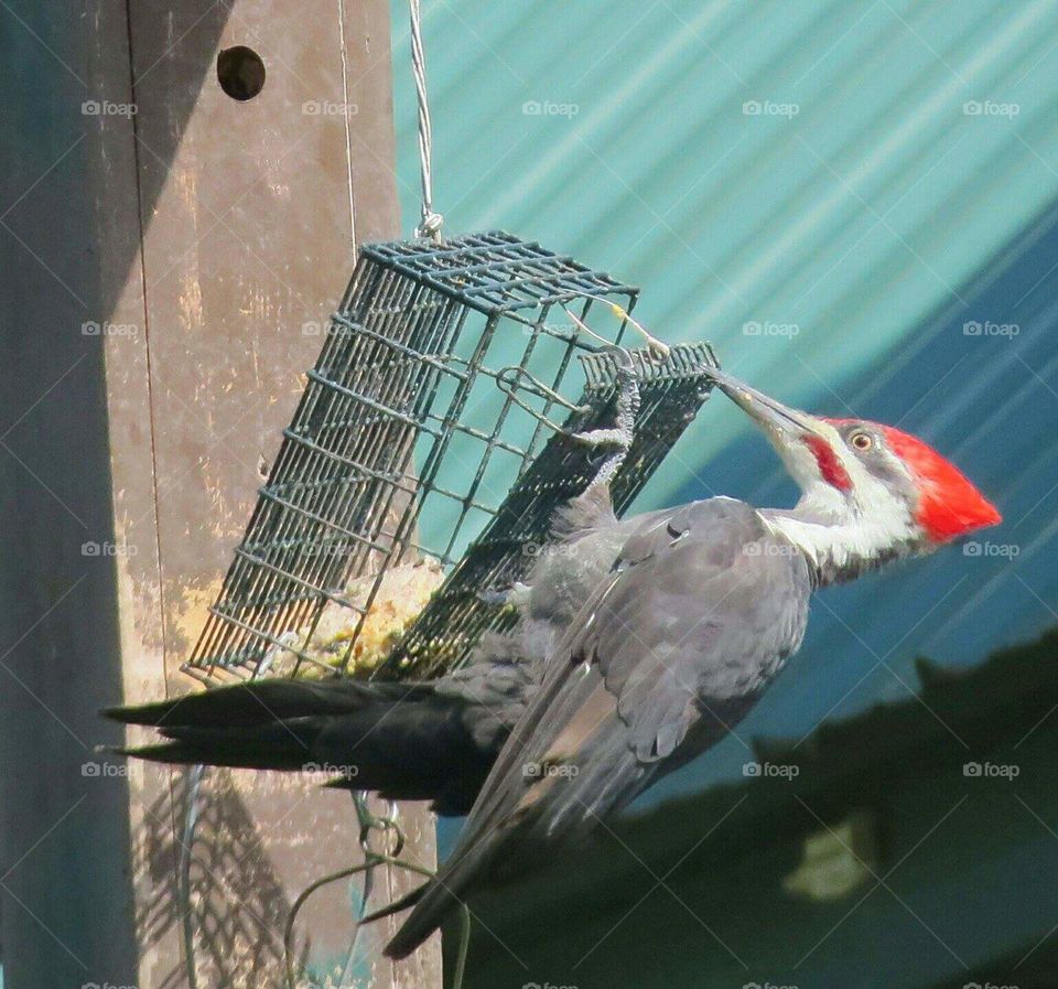 Largest Woodpecker on a feeder