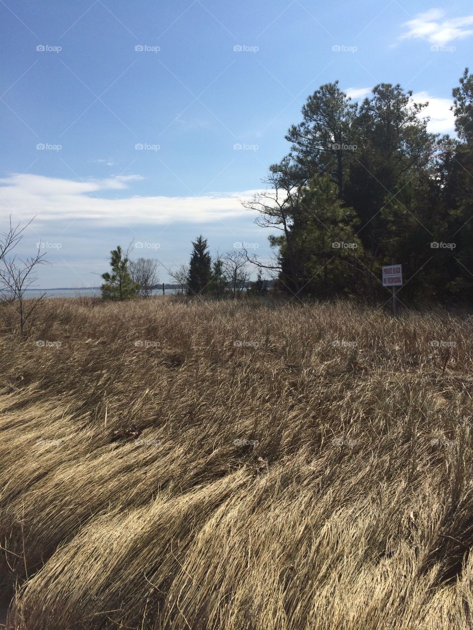 Beach grass