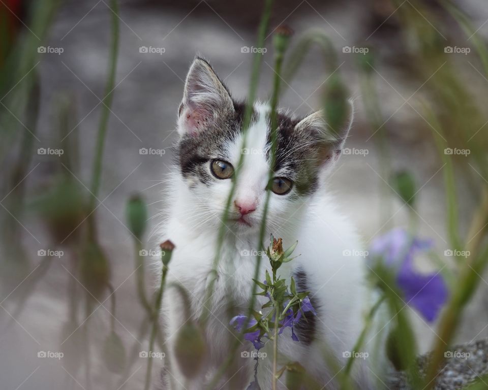 Stray kitten sitting behind flowers