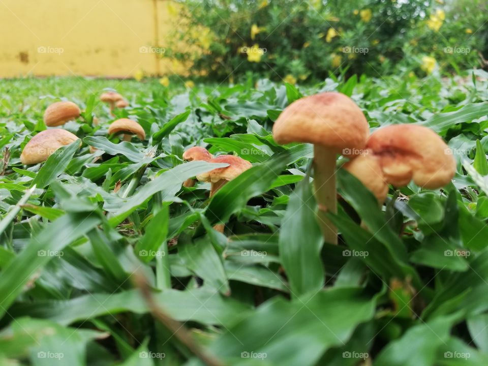 Mushrooms appeared in my home garden