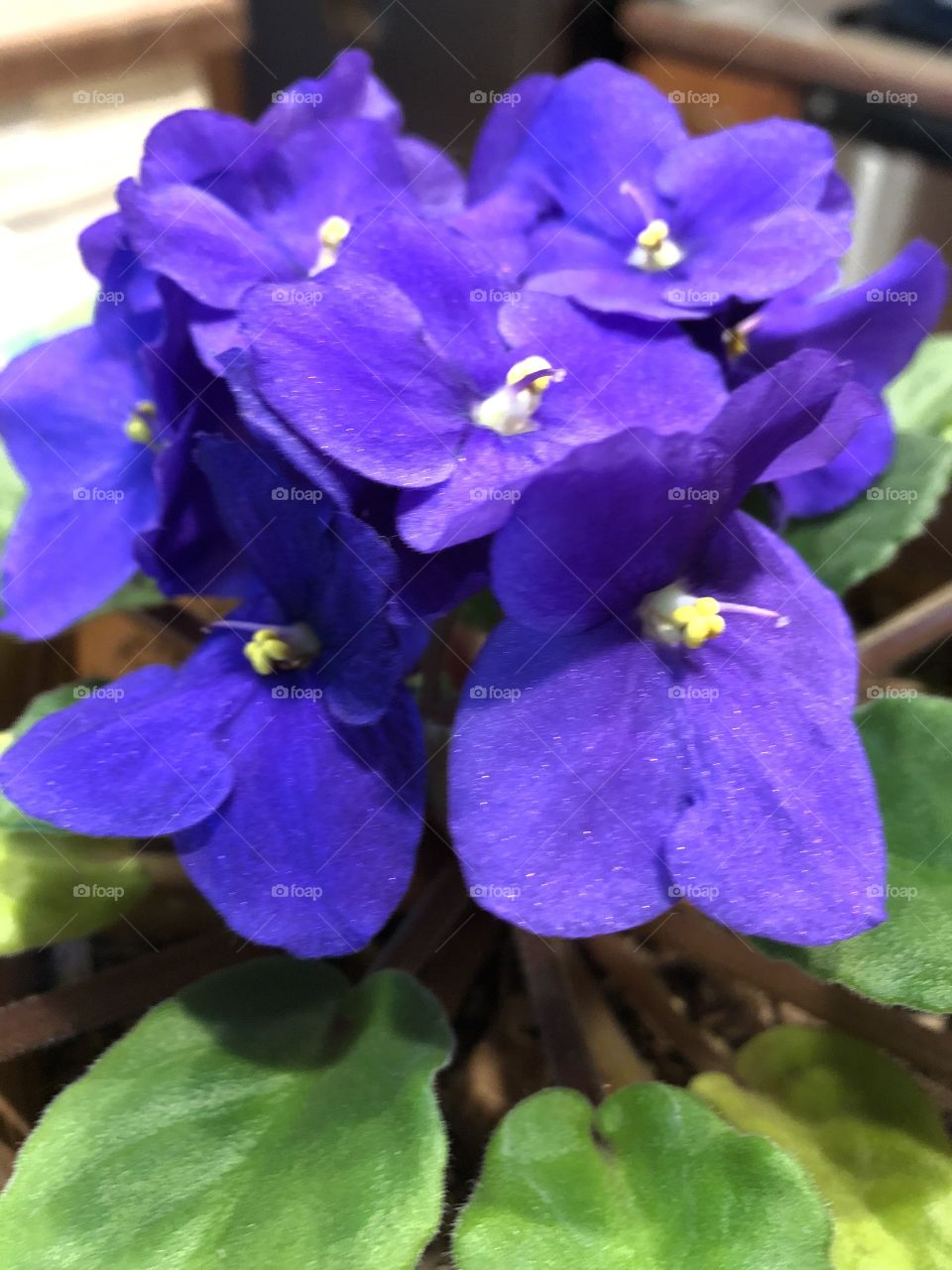 Close up purple flowers.