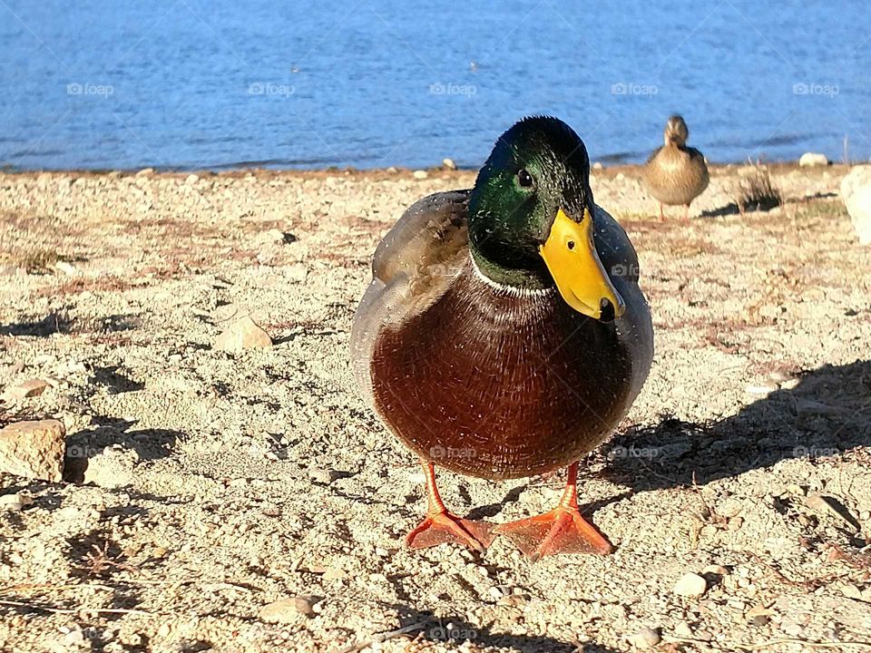 duck on the beach